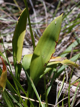 Thelymitra magnifica Thelymitra magnifica