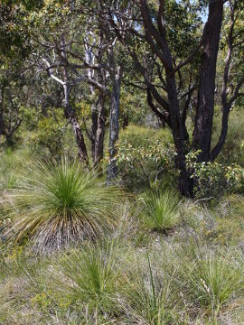 Thelymitra magnifica Thelymitra magnifica
