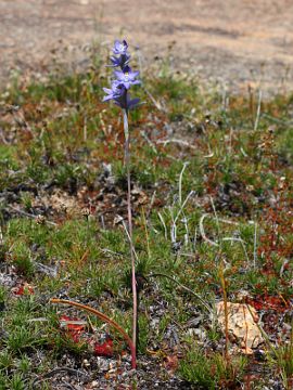 Thelymitra petrophila Thelymitra petrophila