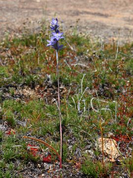 Thelymitra petrophila