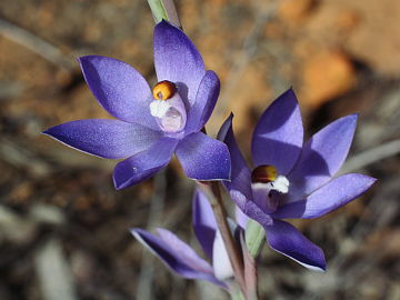 Thelymitra petrophila