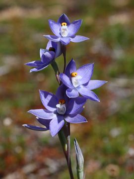 Thelymitra petrophila