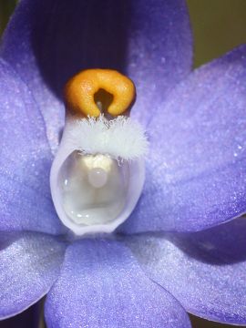 Thelymitra petrophila