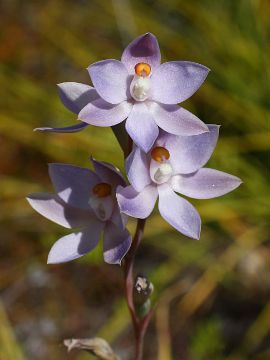 Thelymitra petrophila