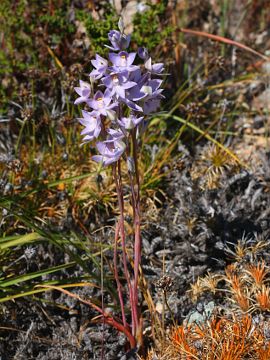 Thelymitra petrophila