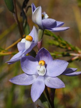 Thelymitra petrophila Thelymitra petrophila