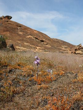 Thelymitra petrophila