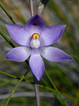 Thelymitra petrophila