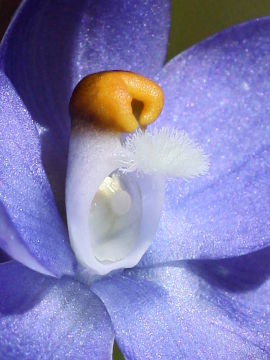 Thelymitra petrophila