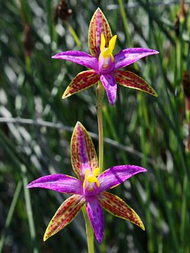 Thelymitra pulcherrima Thelymitra pulcherrima