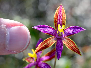 Thelymitra pulcherrima Thelymitra pulcherrima