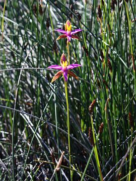 Thelymitra pulcherrima Thelymitra pulcherrima