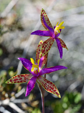 Thelymitra pulcherrima Thelymitra pulcherrima