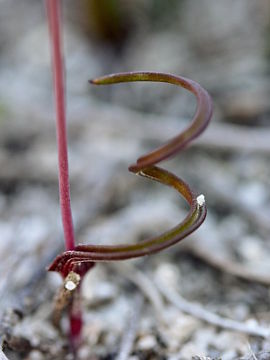 Thelymitra pulcherrima Thelymitra pulcherrima