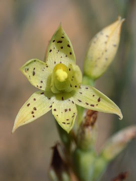 Thelymitra sargentii