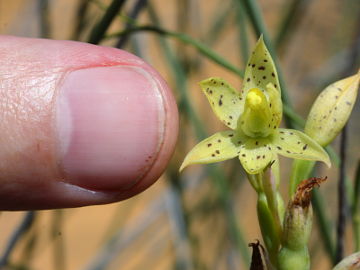 Thelymitra sargentii