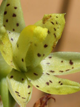 Thelymitra sargentii