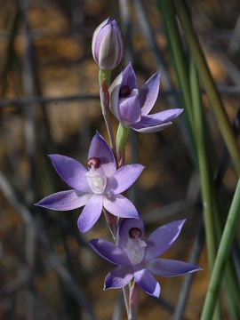 Thelymitra sp. ‘Murchison’