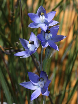 Thelymitra sp. ‘Murchison’ Thelymitra sp. ‘Murchison’