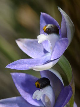 Thelymitra sp. ‘Murchison’ Thelymitra sp. ‘Murchison’