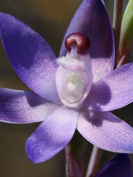 Thelymitra sp. ‘Murchison’ Thelymitra sp. ‘Murchison’