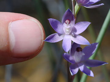 Thelymitra sp. ‘Murchison’