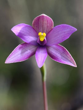 Thelymitra spiralis Thelymitra spiralis