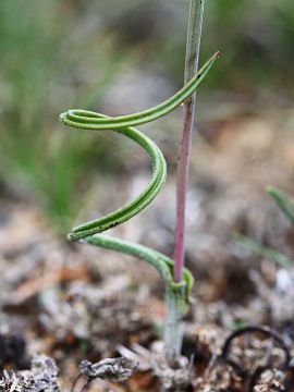 Thelymitra spiralis Thelymitra spiralis