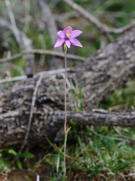 Thelymitra spiralis Thelymitra spiralis