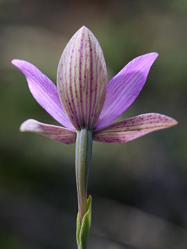 Thelymitra spiralis Thelymitra spiralis