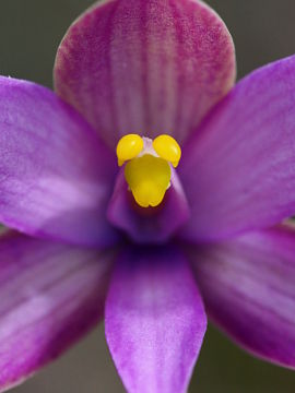 Thelymitra spiralis Thelymitra spiralis
