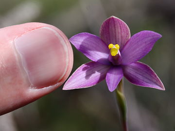 Thelymitra spiralis Thelymitra spiralis