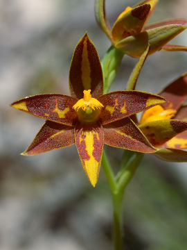 Thelymitra stellata Thelymitra stellata