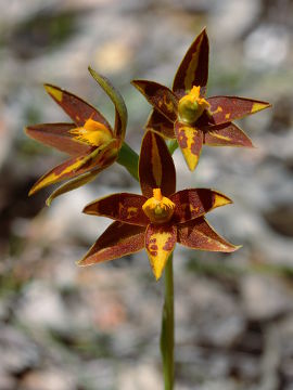 Thelymitra stellata Thelymitra stellata