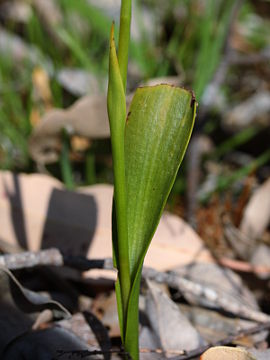 Thelymitra stellata Thelymitra stellata