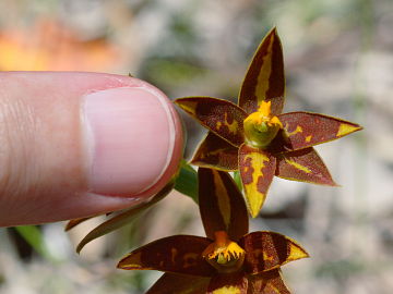 Thelymitra stellata Thelymitra stellata