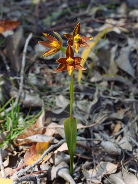 Thelymitra stellata Thelymitra stellata