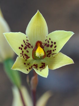 Thelymitra villosa