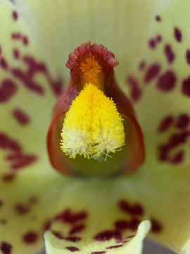 Thelymitra villosa