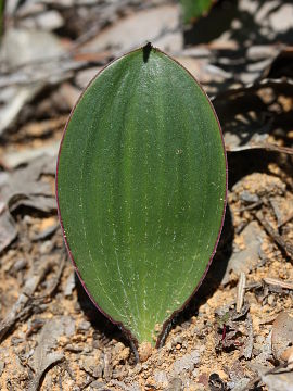 Thelymitra villosa