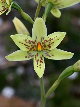 Thelymitra villosa