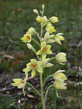 Thelymitra villosa