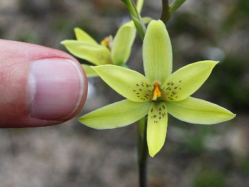 Thelymitra villosa