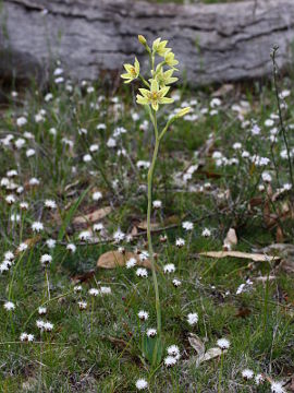 Thelymitra villosa Thelymitra villosa