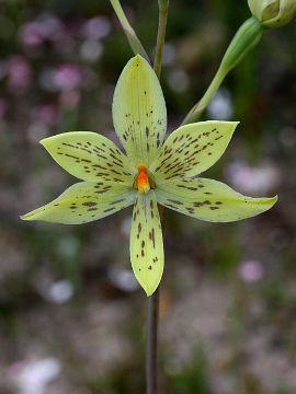 Thelymitra villosa Thelymitra villosa