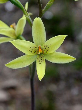 Thelymitra villosa Thelymitra villosa