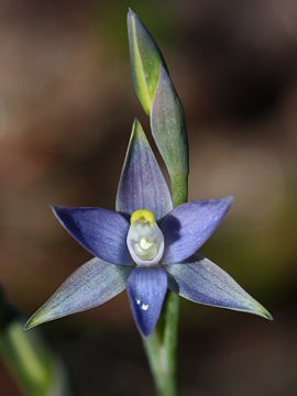 Thelymitra vulgaris