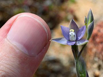 Thelymitra vulgaris