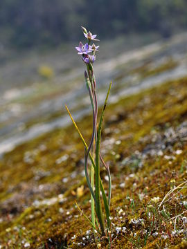 Thelymitra vulgaris Thelymitra vulgaris