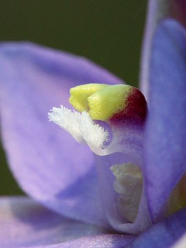 Thelymitra vulgaris Thelymitra vulgaris